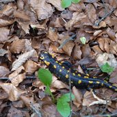 salamandra