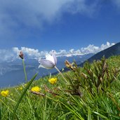 primavera sui prati del monte stivo