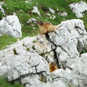 marmotte del monte baldo