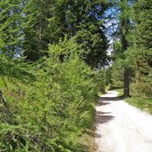 strada forestale malga castrin