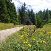 strada forestale malga castrin