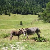 esel bei aaleralm