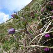 primavera sul monte stivo