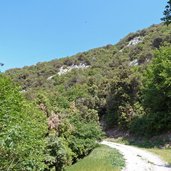 bosco e strada forestale