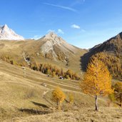 prati presso malga di bosco bruciato falcade