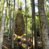 sentiero respiro degli alberi lavarone scultura