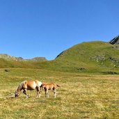 prati presso malga bronzolo cavalli