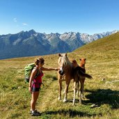 prati presso malga bronzolo cavalli