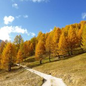 autunno bosco larici presso localita cason di valfredda