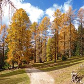 larici autunno bosco presso bivio valfredda