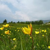 prati a le prese flora del monte stivo