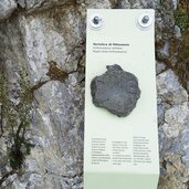 vertebra di ittiosauro