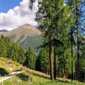 Salita alla malga con il monte Collecchio sullo sfondo