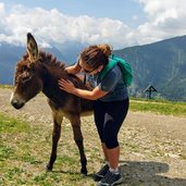 asinello a malga campo