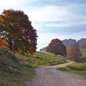 faggi autunno presso malga susine