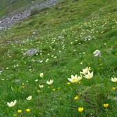 anemone pulsatilla alpina gialla