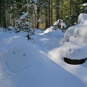 bosco lungo sentiero inverno