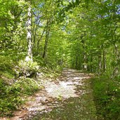 sentiero nel bosco presso cima borghetto