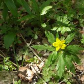 anemone giallo