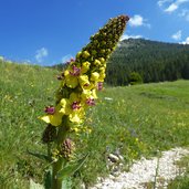 vezzena prati presso malga cima verle