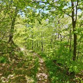 sentiero nel bosco presso cima borghetto