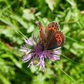 farfalla erebia