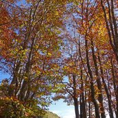 autunno polsa salita monte vignola bosco