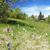 orchidee presso cima borghetto a primavera