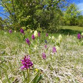 orchidee presso cima borghetto a primavera