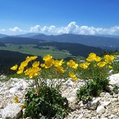 fiori di ranuncolo su cima vezzena