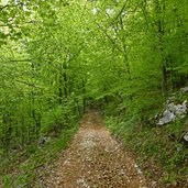 sentiero dei denti della sega di ala bosco