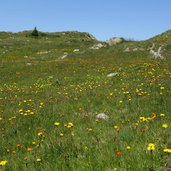 prati alpe lusia presso la trincea