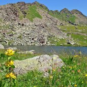 genziane e lago di lusia