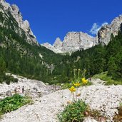 val canali panorama con papavero delle alpi