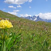 alpe di lusia genziane