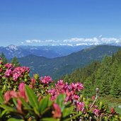 rododendro rosa delle alpi valle dei mocheni