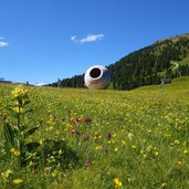 blumenwiesen am reiterjoch passo pampeago