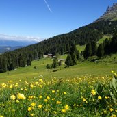 blumenwiesen am reiterjoch passo pampeago