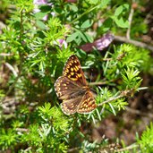 farfalla melitaea athalia