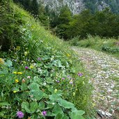 val d ambiez sentiero per malga laon