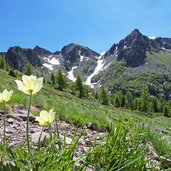 lagorai anemone e cima d ezze