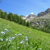 prati sotto monte hoamonder a palu del fersina