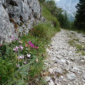 ciclamini sul sentiero in val d ambiez