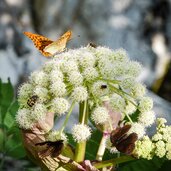 farfalle e altri insetti