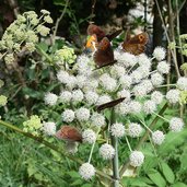 farfalle e altri insetti