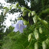 campanula alpina