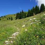 trodo dei fiori sui prati di pare delle bene