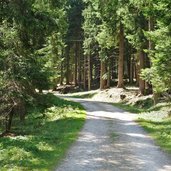 strada forestale per malga del pece vermiglio