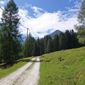 strada forestale per malga del pece vermiglio