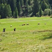 strada forestale per malga del pece vermiglio escursionisti